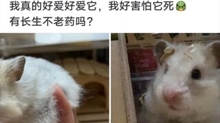 鼠鼠风干保存法