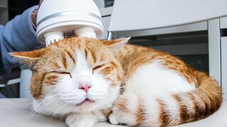 It is said that no cat can refuse the massager. After getting the full set: Stop talking nonsense an