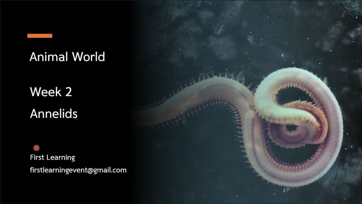 การจำแนกสัตว์กลุ่ม Annelids