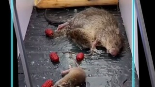 原来这样捉老鼠这么有效