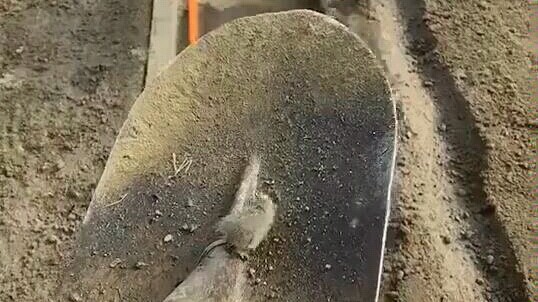 Tikus: Apa-apaan ini? Aku terjebak di labirin.