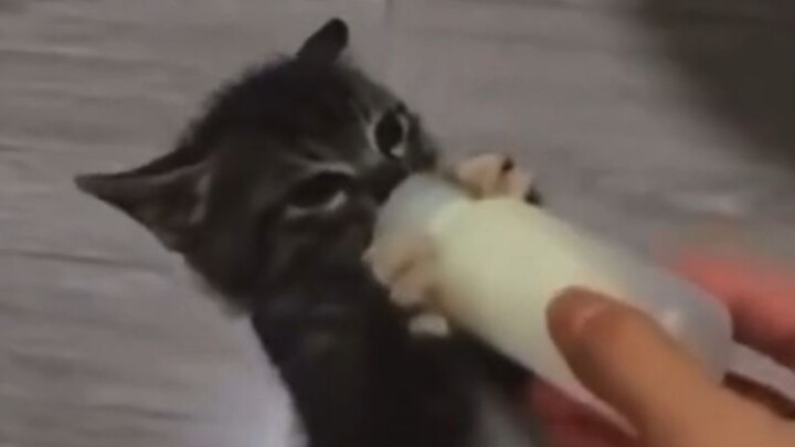 Little Hakimi hasn’t eaten in days—it looks like he’s pretty hungry 😁