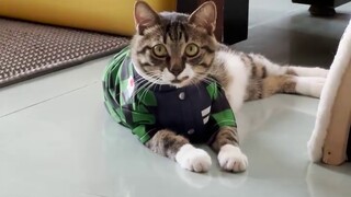 Cat Pillar bergabung dalam pertempuran yang menentukan di Kota Tak Terbatas!