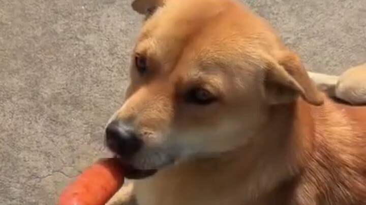 How Long Does It Take to Befriend a Stray Puppy?