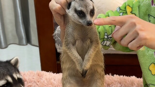 Apa yang harus dilakukan jika meerkat menggigit?