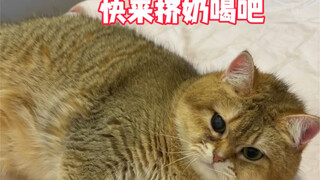 Never milk a female cat casually!