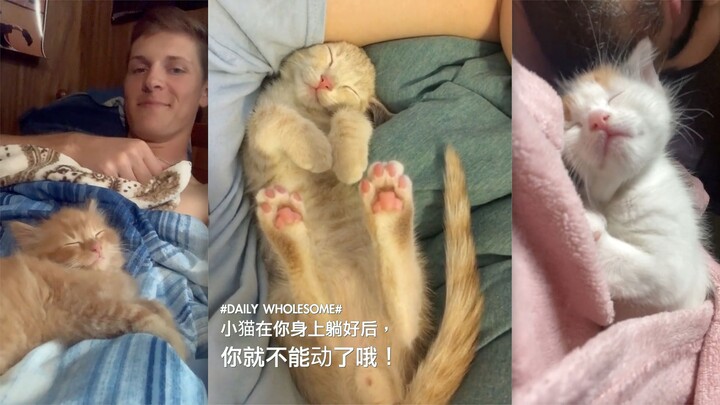 Once the kitten settles down on you, you’re basically frozen!