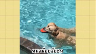 เพื่อนตัวน้อย สัตว์เลี้ยงแสนซน : หมาน้อยวัยซน