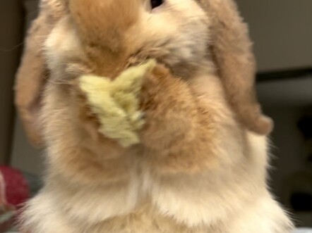 It turns out that floppy-eared rabbits didn't know their ears were drooping all along.