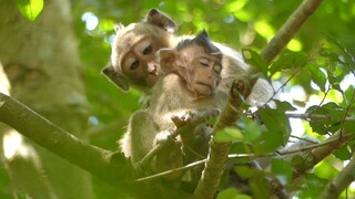 Caca Check Injury For Baby Orphan Lizza, Why Caca Leave Baby Lizza Alone On The Tree, Lizza Hungry