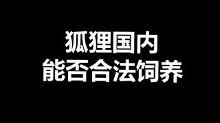 宠物冷知识：狐狸国内能不能养？我觉得更大的问题是，难不难养？