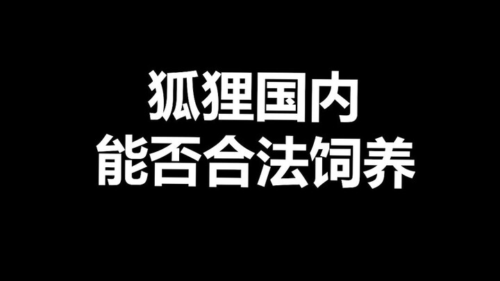 Thông tin thú cưng: Có thể nuôi cáo ở Trung Quốc không? Tôi nghĩ câu hỏi lớn hơn là, chúng có khó nu