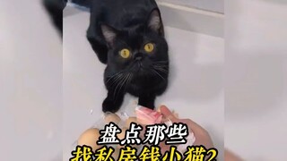 252. تقييم القطط الصغيرة اللطيفة التي تبحث عن المال المخبأ، هذا القط أصبح ذكيًا جدًا، مضحك للغاية! #