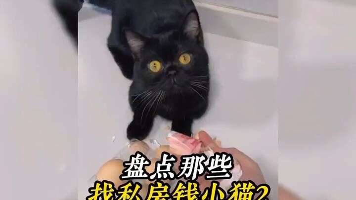 252. تقييم القطط الصغيرة اللطيفة التي تبحث عن المال المخبأ، هذا القط أصبح ذكيًا جدًا، مضحك للغاية! #