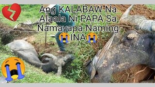 Ang KALABAW Ni PAPA Na Nagsisilbing ALAALA sa Namayapa Naming INA💔😭