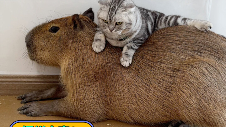 Who would have thought that Tangtang, who’d been slacking off for over a decade, finally met her ult