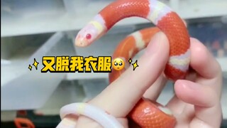 A few things to keep in mind when skinning a snake…don’t be too timid!