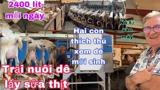 Cận cảnh quá trình lấy sữa dê/dê con mới sinh/thăm nông trại triệu đô toàn sx tại nhà/cuộc sống pháp