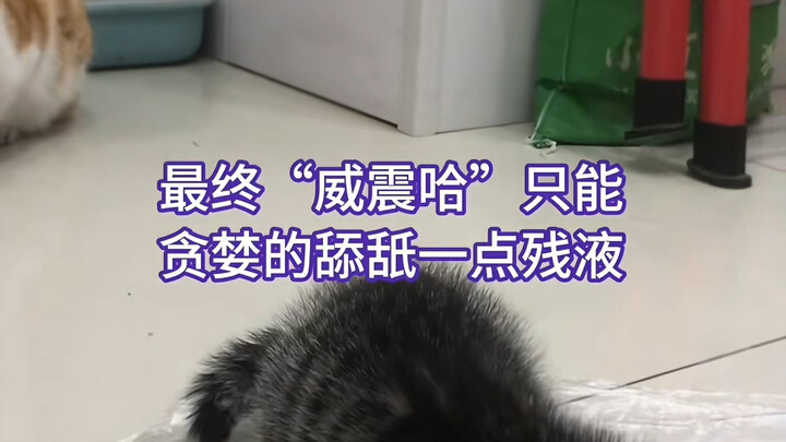 Phát lại Tập hợp tập 1–8 Mùa 1