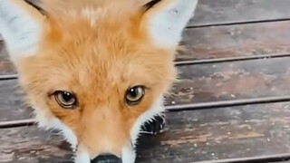 A young lady kindly fed a little fox foraging in the yard, but its subsequent behavior after becomin