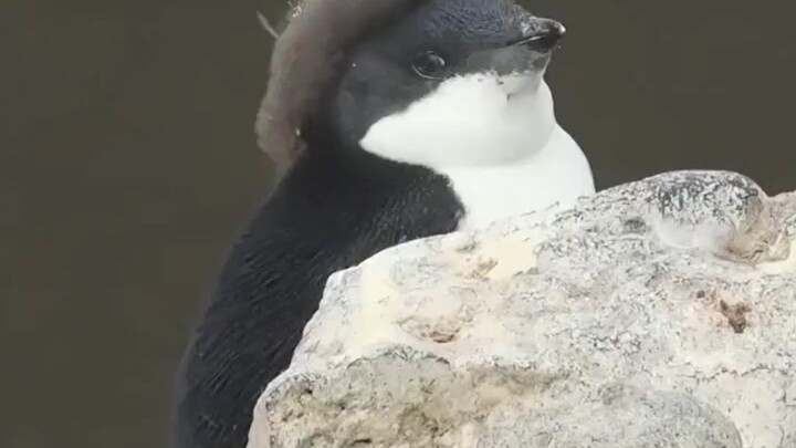 Penguin: Teriak sekeras itu, mau nge‑rush Q‑coin apa? Anjing Laut: Aku sampai diinjak-injak oleh res