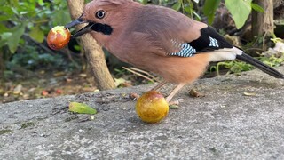 如果不是亲眼所见，谁敢相信这是只鸟干的