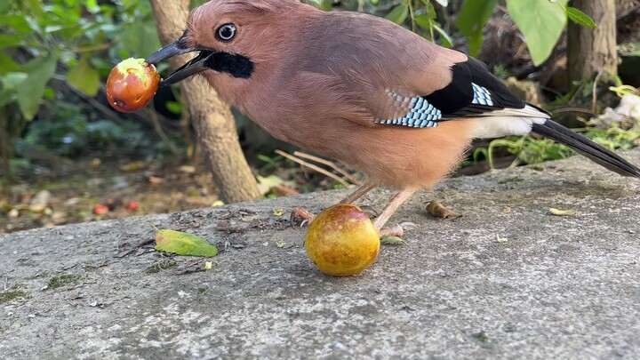 如果不是亲眼所见，谁敢相信这是只鸟干的