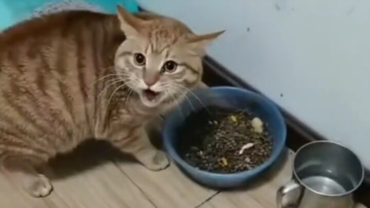 Hakimi: Đây là thức ăn tôi săn được.