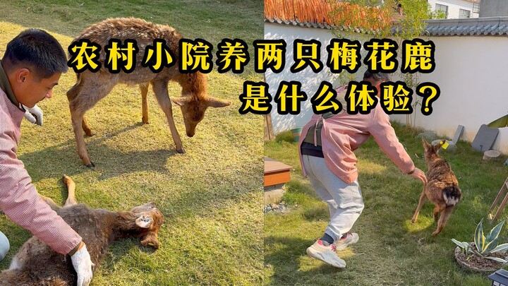 Ước mơ nuôi hai con hươu sao cuối cùng cũng thành hiện thực, nhưng thử thách cũng không nhỏ chút nào