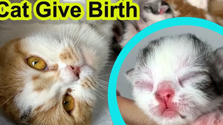 แมวให้กำเนิดลูกแมวที่มีสีต่างกันโดยสิ้นเชิง