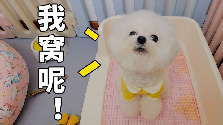 ลูกสุนัขตัวน้อยพยายามฟ้องอย่างน่าขำแค่ไหน