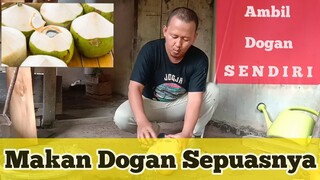 Makan Dogan Sepuasnya| Gratiss. Ambil sendiri