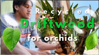 Recycled Driftwood for Orchids | Plantito /Jake Vlog