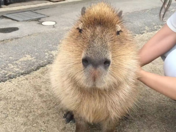 Capybara who collapses at the first scratch: So comfy～