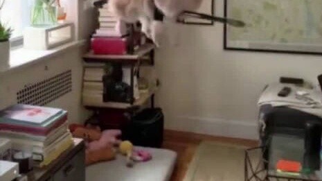 Anjing: Saya mohon Anda pergi bekerja!
