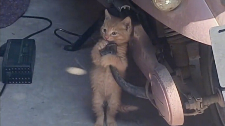 Seberapa parah sih kucing kecil itu mengalami fobia sosial?