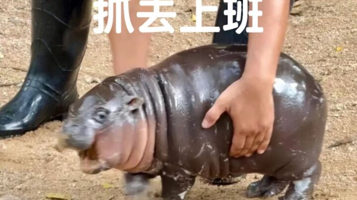 Thai bouncing pigs are comfortably dozing off in a basin of water.