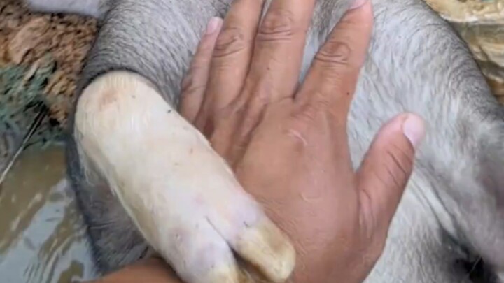 Thì ra không chỉ có cậu bé mũ rơm, còn có cả hiệp sĩ lợn rừng nữa!