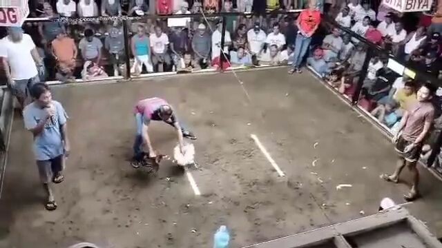 my 11 mos old ms black vs. 2yo opponent