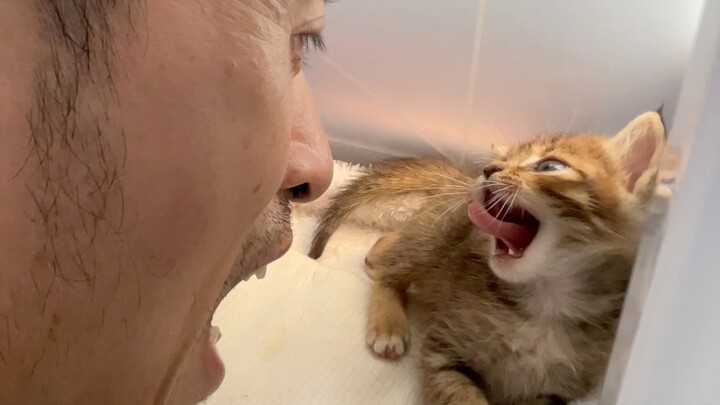 Baru paham juga ternyata, anak kucing yatim piatu yang suka mengisap pantat itu karena rindu pada ib