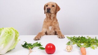 A Vegetarian Dog