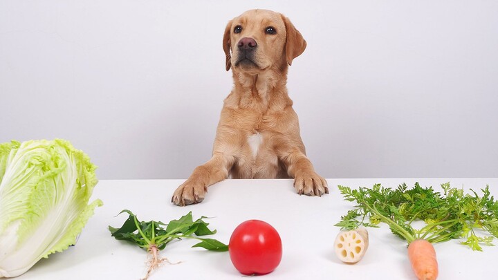 A Vegetarian Dog