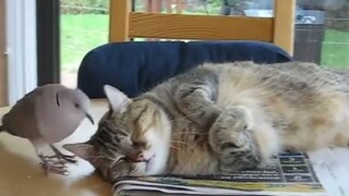 Cat|The Sleeping Kitten is Harassed by Pigeons