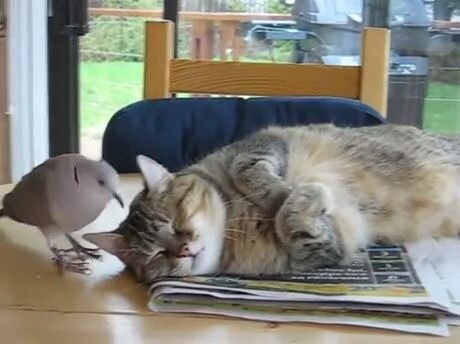 Cat|The Sleeping Kitten is Harassed by Pigeons
