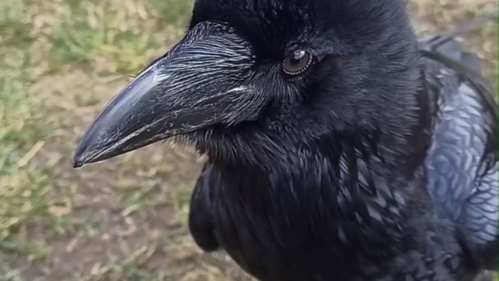 Burung gagak kadang-kadang akan memberikan pemiliknya potongan-potongan sampah kecil yang bergaya se