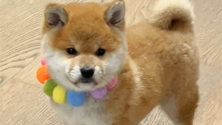 Shiba Inu’s awkward phase: it’s not the dog who’s awkward, but the owner.