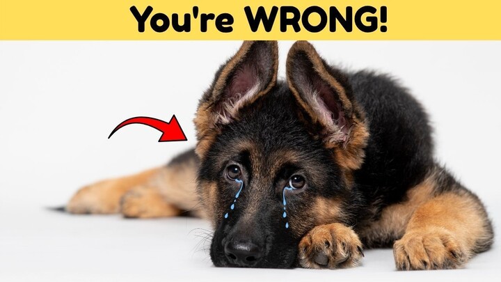 Do German Shepherds Get Sad When You Leave
