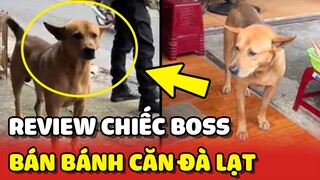 Review chú chó bán BÁNH CĂN ở Đà Lạt, lắm lông nhưng HIẾU KHÁCH 😍 | Yêu Lu