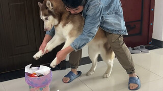 Khi chó của bạn tè khắp nơi và bạn không biết con nào đã làm vậy...
