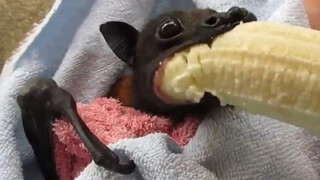 Animal Video | Bats Eating Bananas?